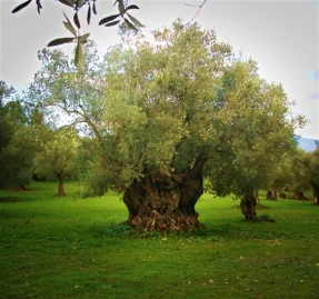 Residencia. Los Olivos II