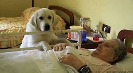 Perros con ancianos en residencias geriátricas